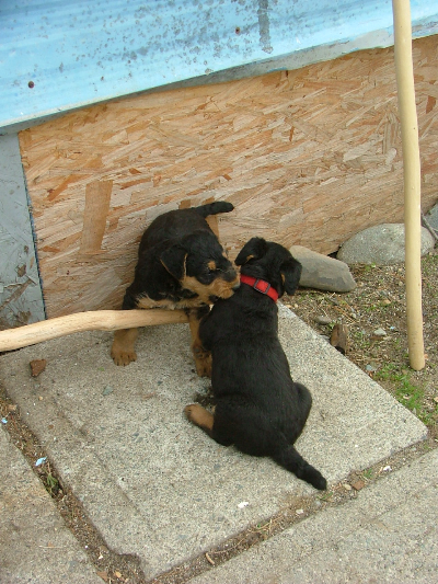 Pablo&Banjo